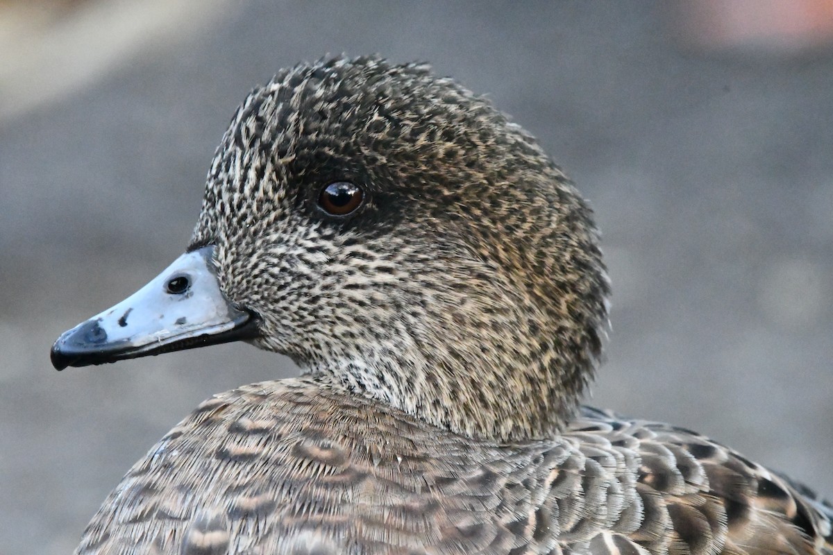 American Wigeon - ML628900016