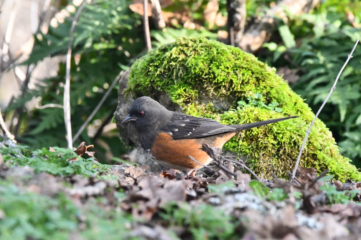 Spotted Towhee (oregonus Group) - ML628900041