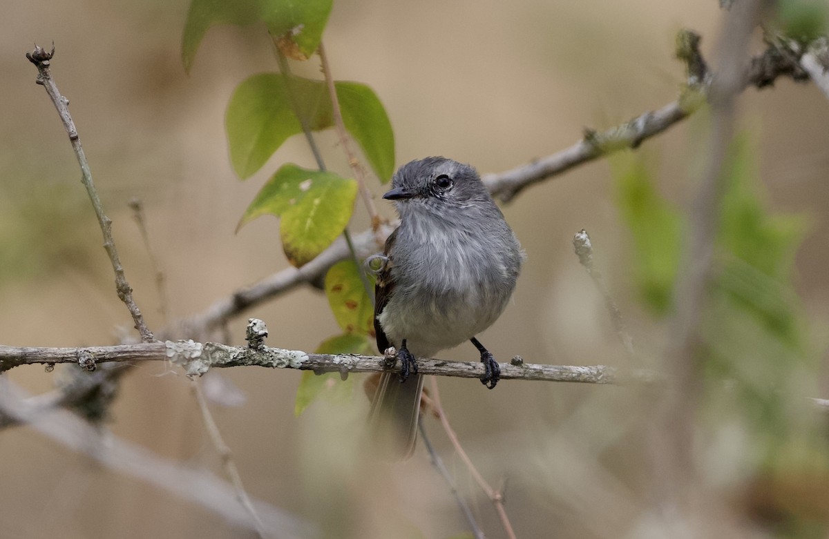 Tumbesian Tyrannulet - ML628900052