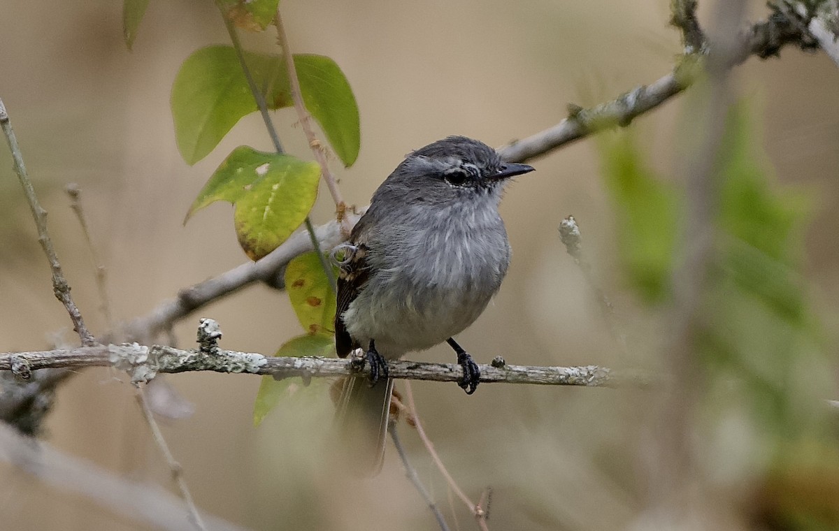 Tumbesian Tyrannulet - ML628900054