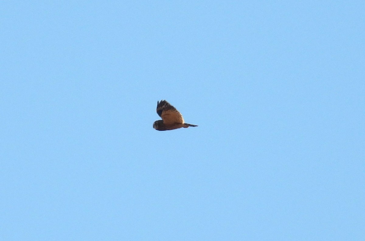 Short-eared Owl - ML628900124