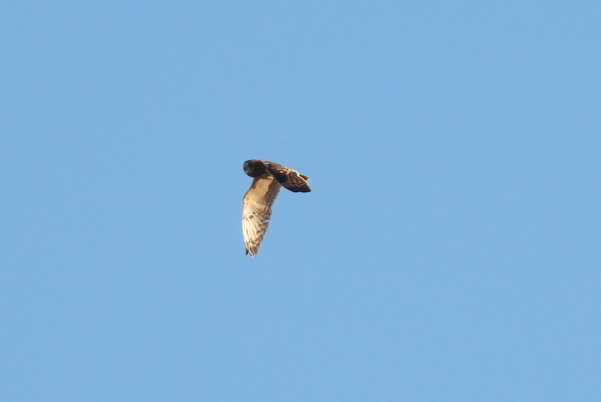 Short-eared Owl - ML628900126