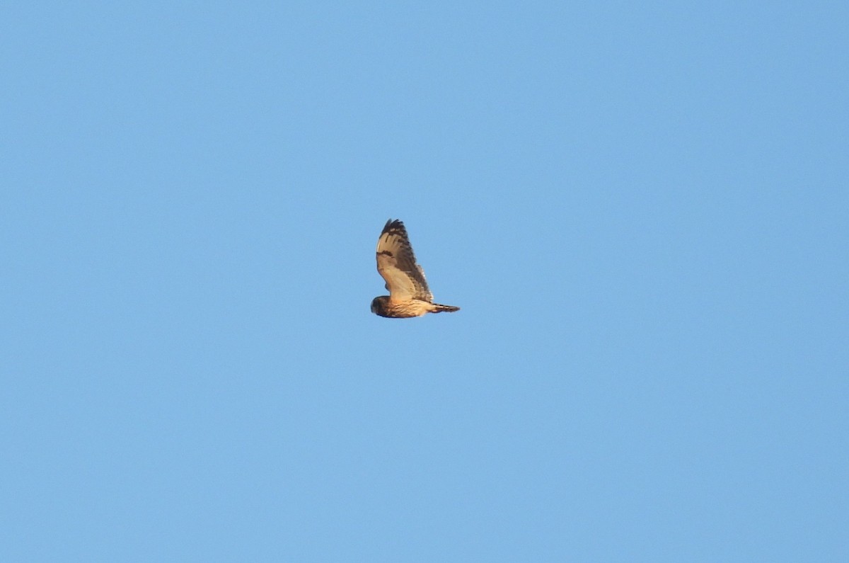 Short-eared Owl - ML628900127