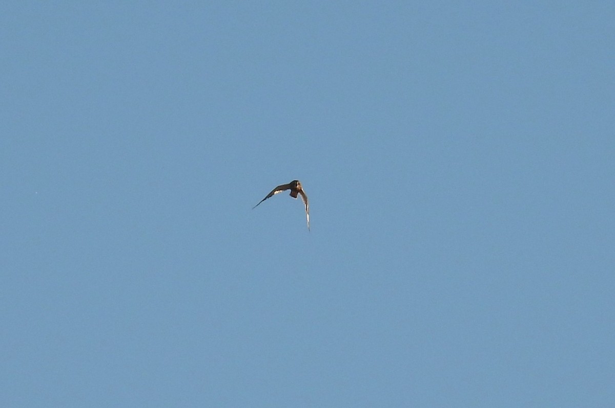 Short-eared Owl - ML628900131
