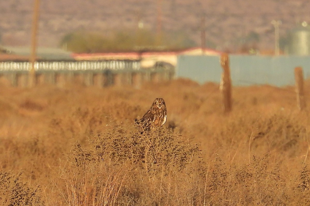 Short-eared Owl - ML628900134