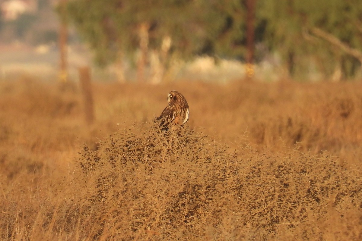 Short-eared Owl - ML628900140