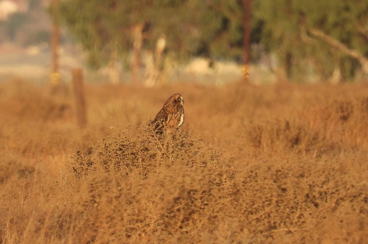 Short-eared Owl - ML628900142