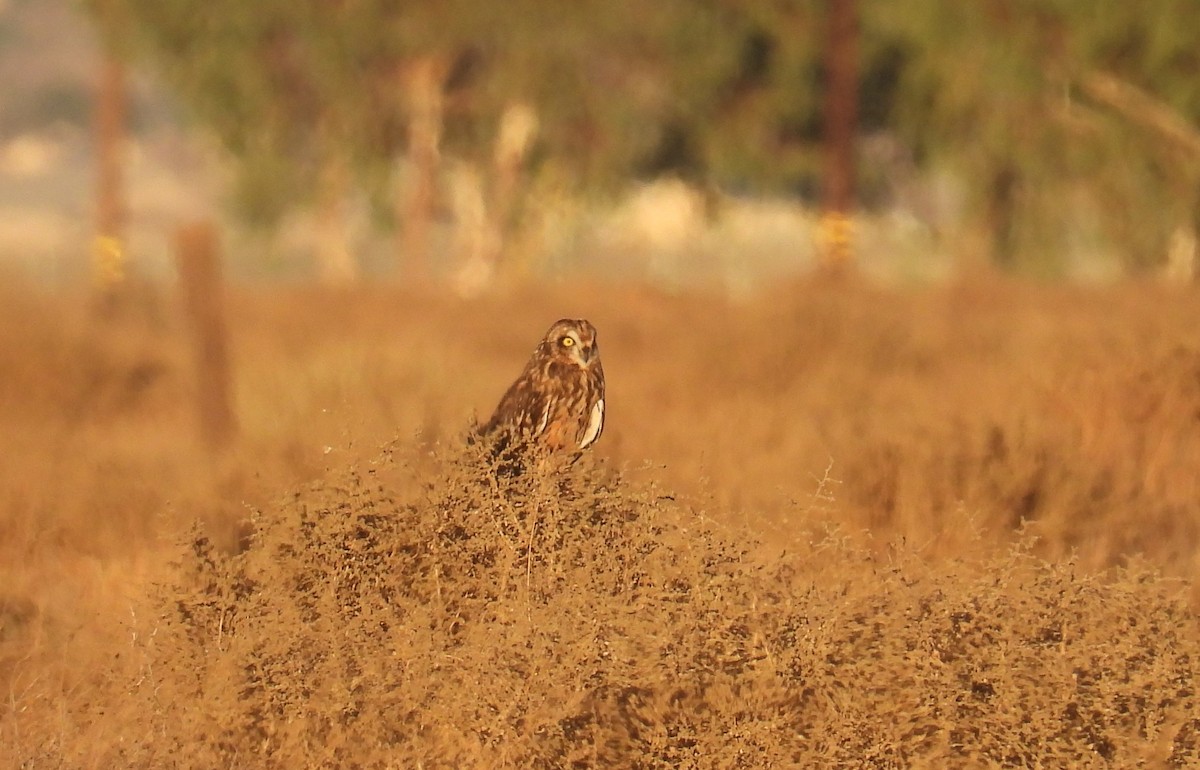 Short-eared Owl - ML628900145
