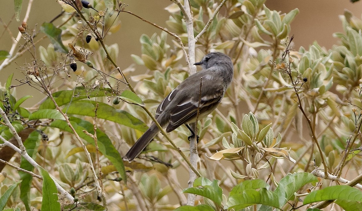 Tumbesian Tyrannulet - ML628900281