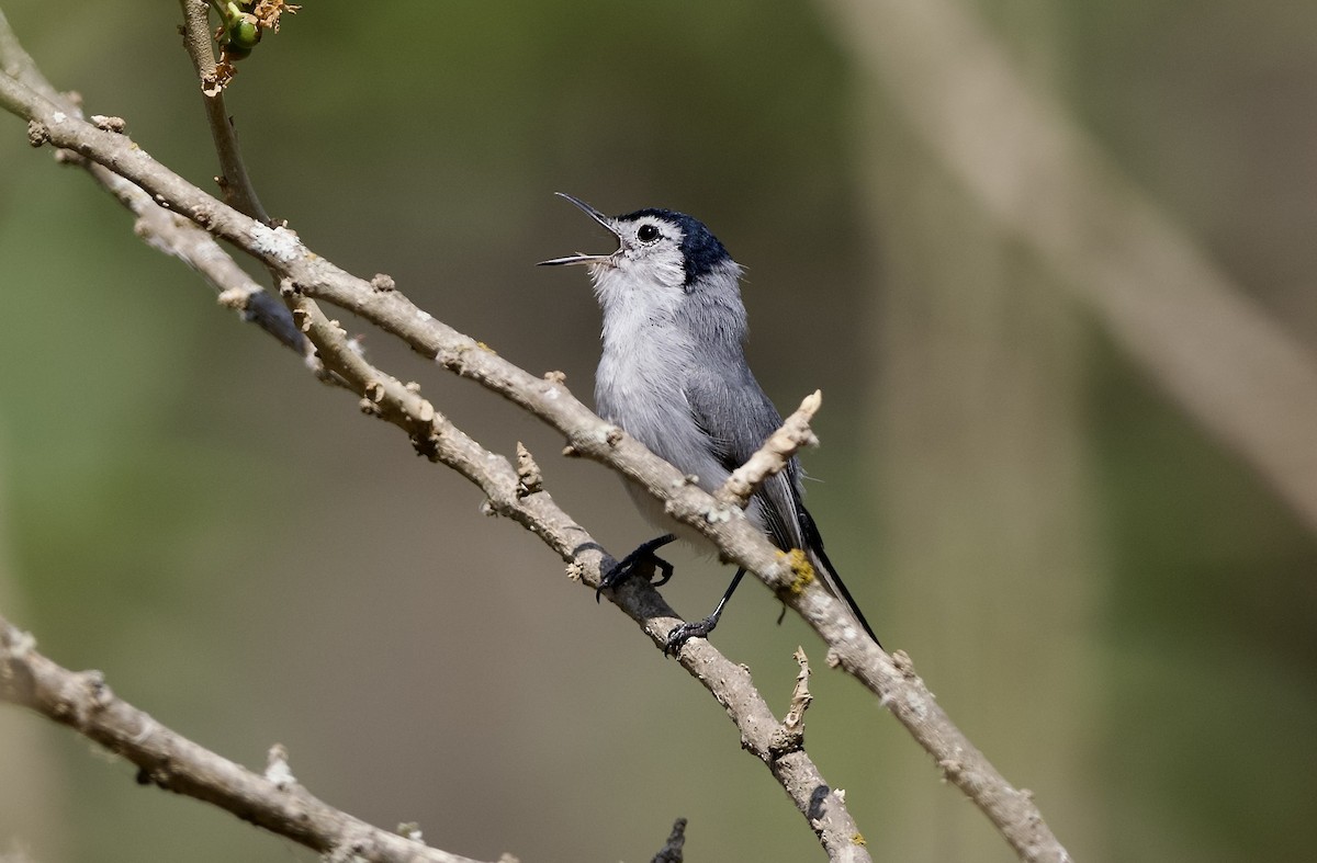 White-browed Gnatcatcher - ML628900558