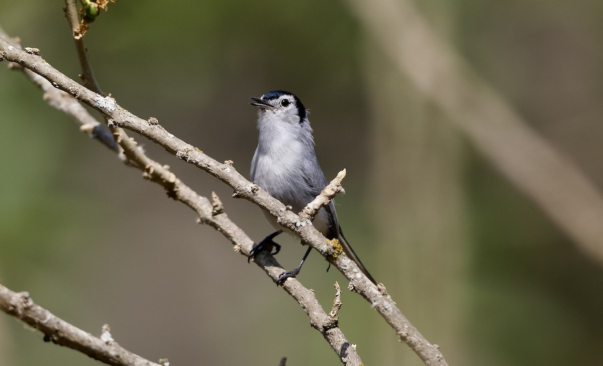 White-browed Gnatcatcher - ML628900559