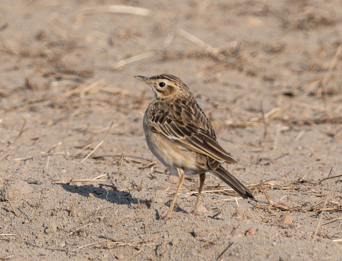 Richard's Pipit - ML628900783