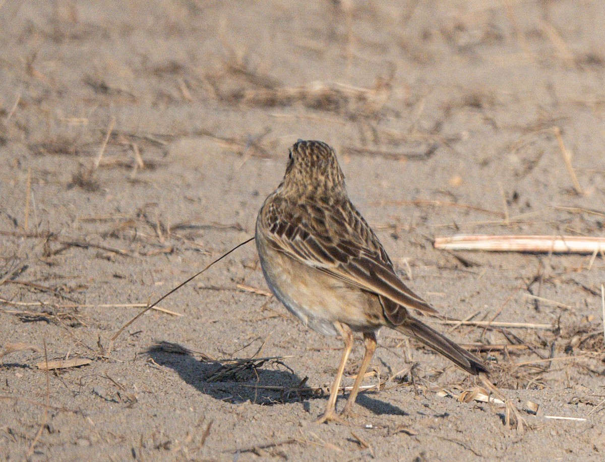 Richard's Pipit - ML628900784