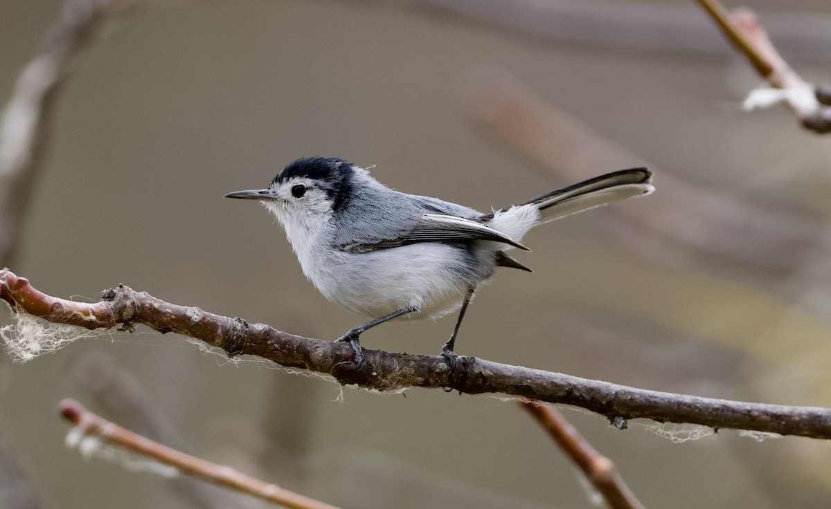 White-browed Gnatcatcher - ML628900934