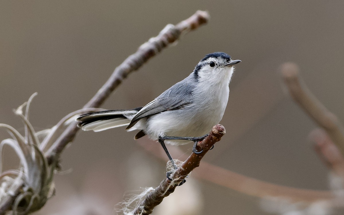 White-browed Gnatcatcher - ML628900935