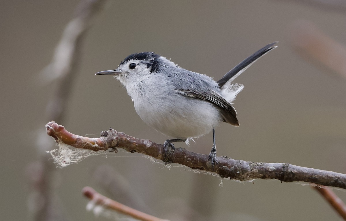 White-browed Gnatcatcher - ML628900936