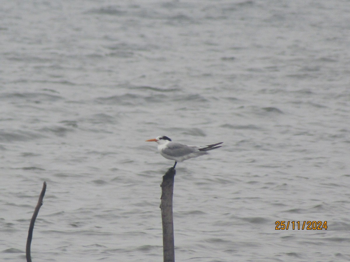 Lesser Crested Tern - ML628901058