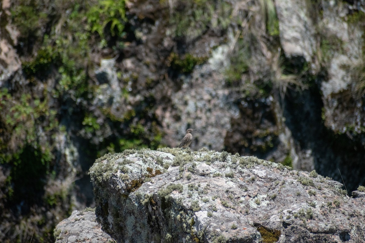 Black-billed Shrike-Tyrant - ML628901171