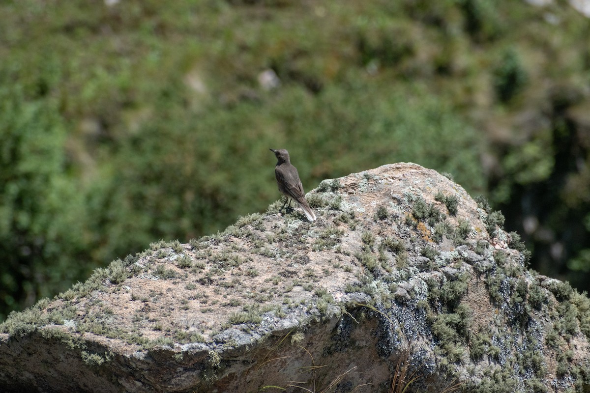 Black-billed Shrike-Tyrant - ML628901176