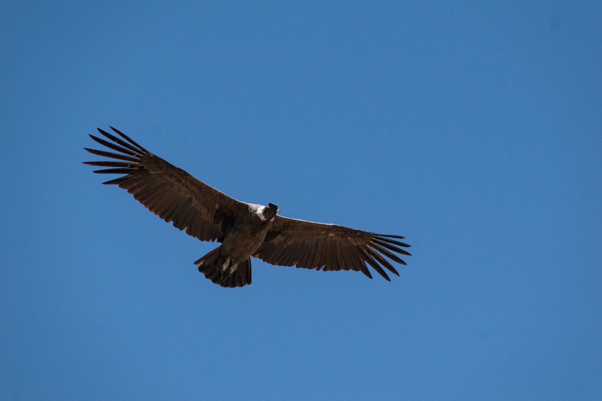 Andean Condor - ML628901183