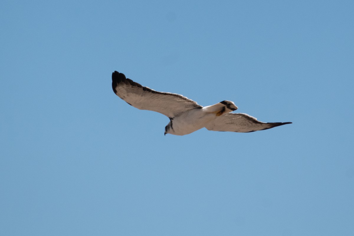 Variable Hawk - ML628901184