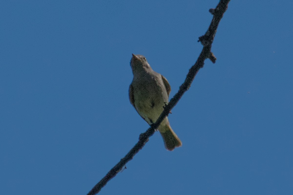 Chivi Vireo - ML628901197