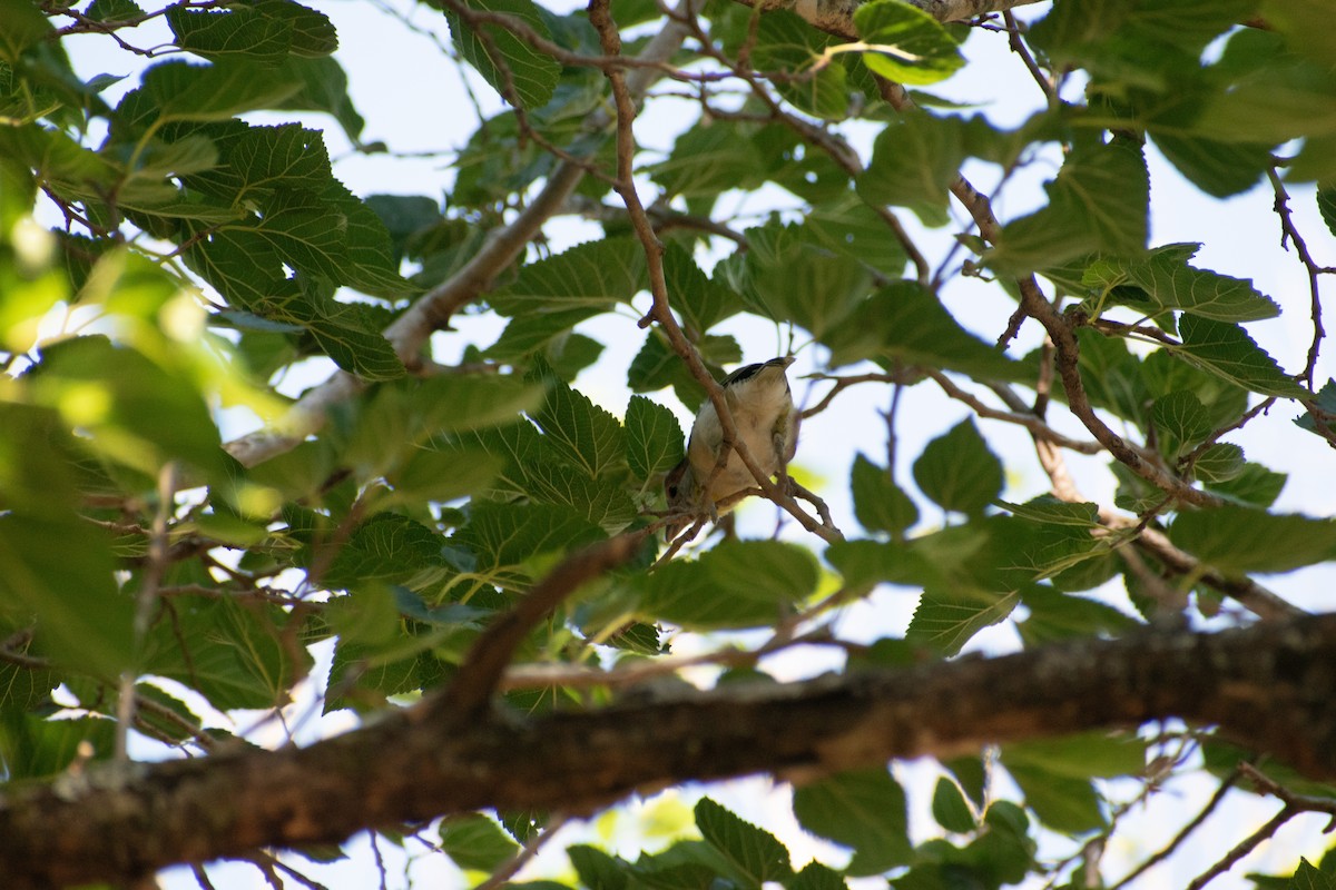 Rufous-browed Peppershrike - ML628901225