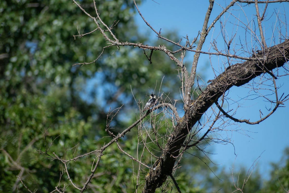 White-fronted Woodpecker - ML628901237