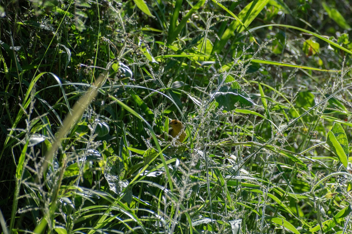 橙黃雀鵐 - ML628901239