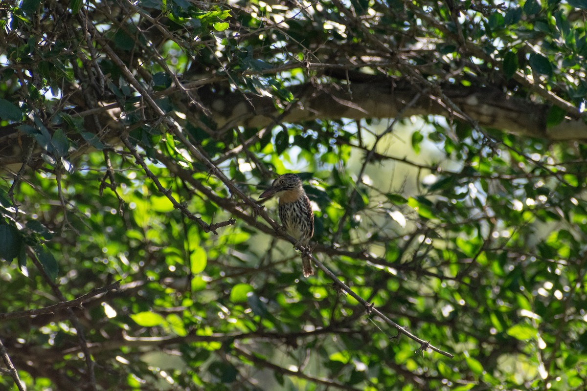 Spot-backed Puffbird - ML628901240