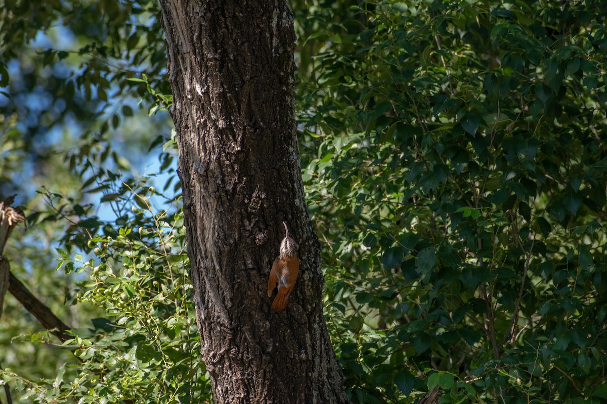 Narrow-billed Woodcreeper - ML628901242