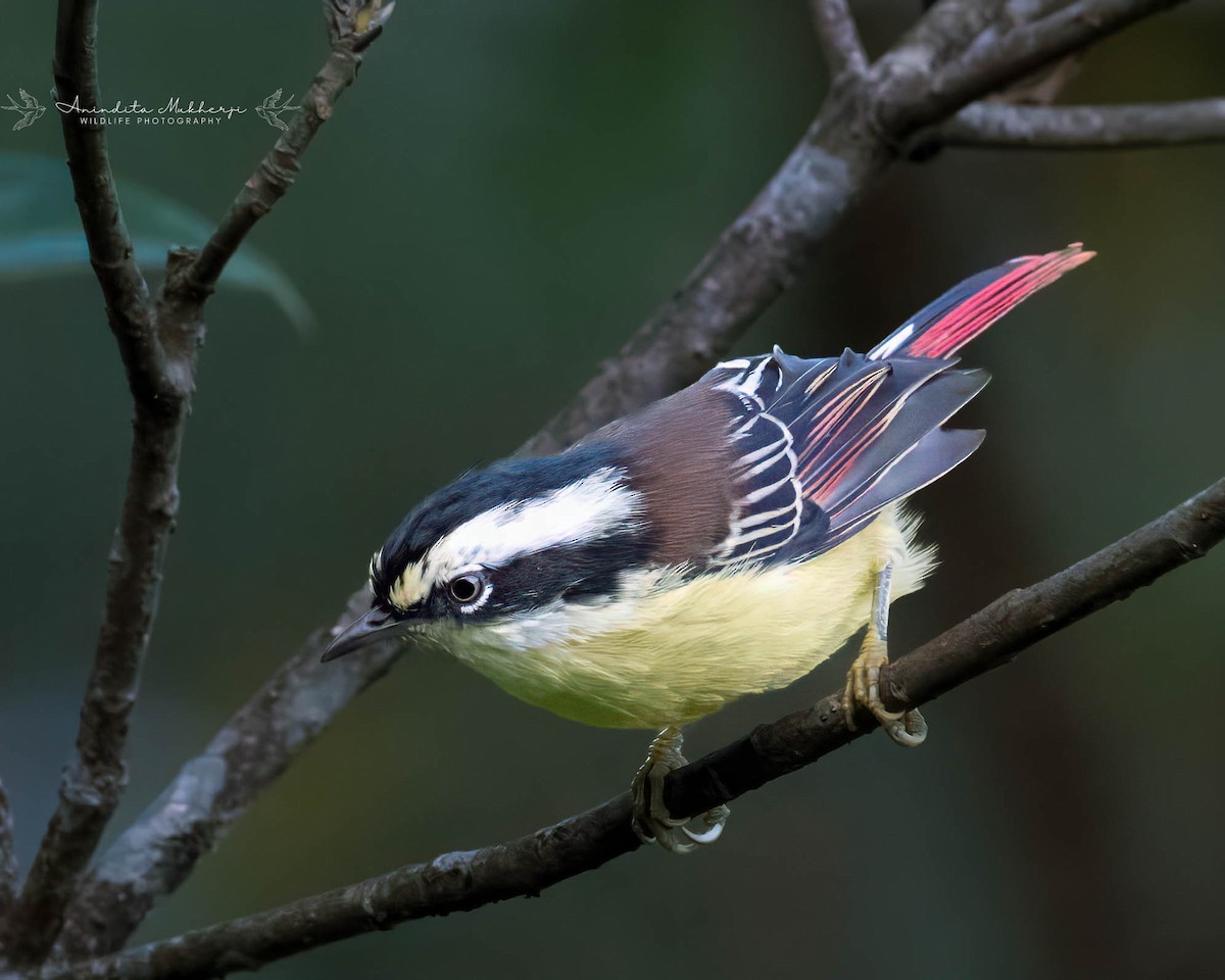 Red-tailed Minla - ML628901270