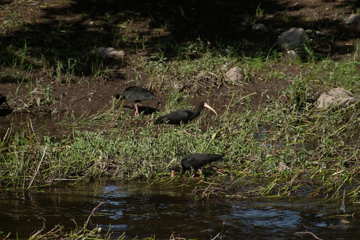 Bare-faced Ibis - ML628901282