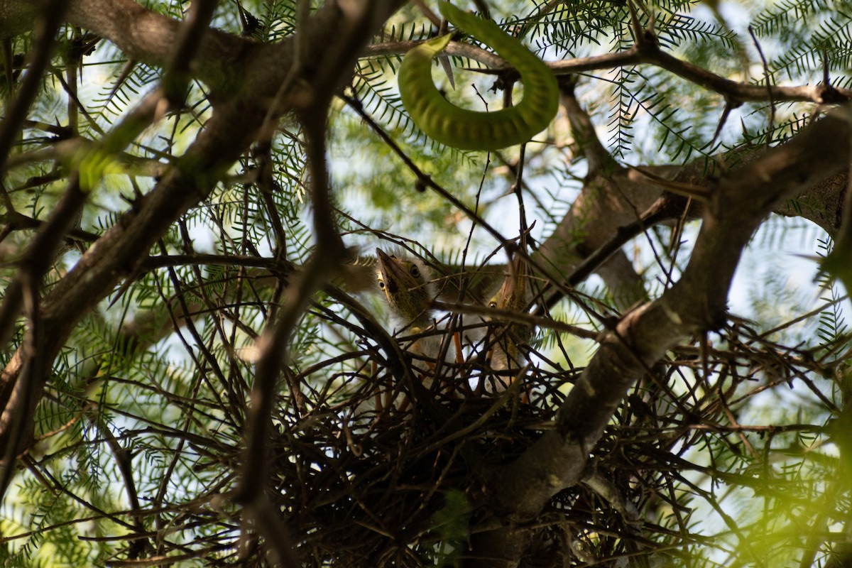Striated Heron - ML628901293