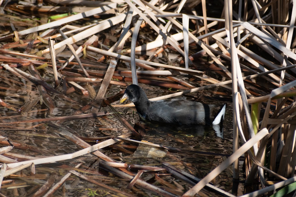 Common Gallinule - ML628901294