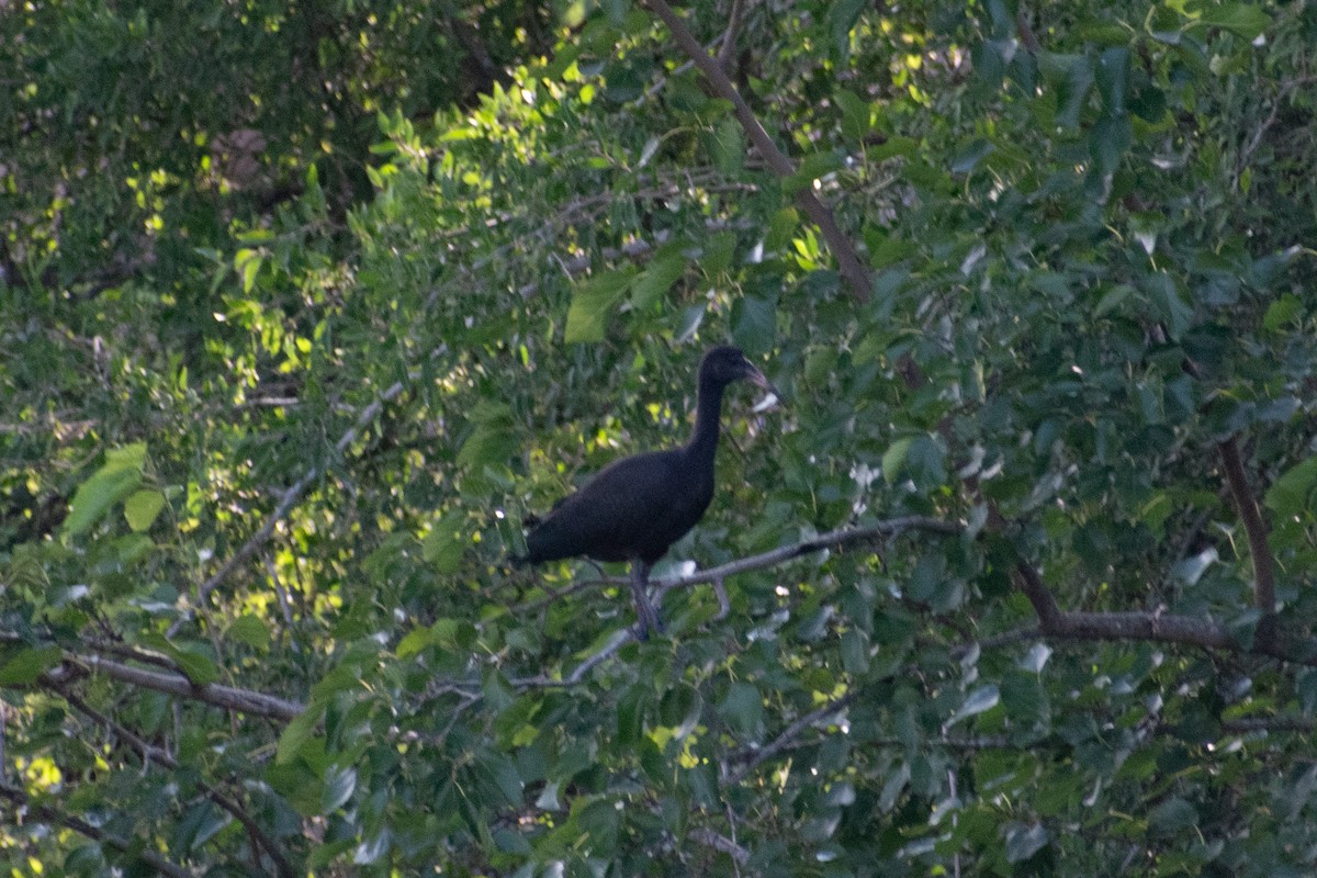 Bare-faced Ibis - ML628901295