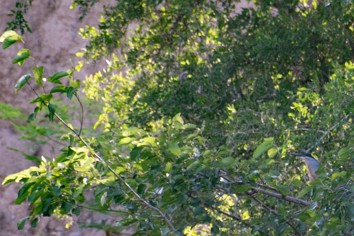 Striated Heron - ML628901308