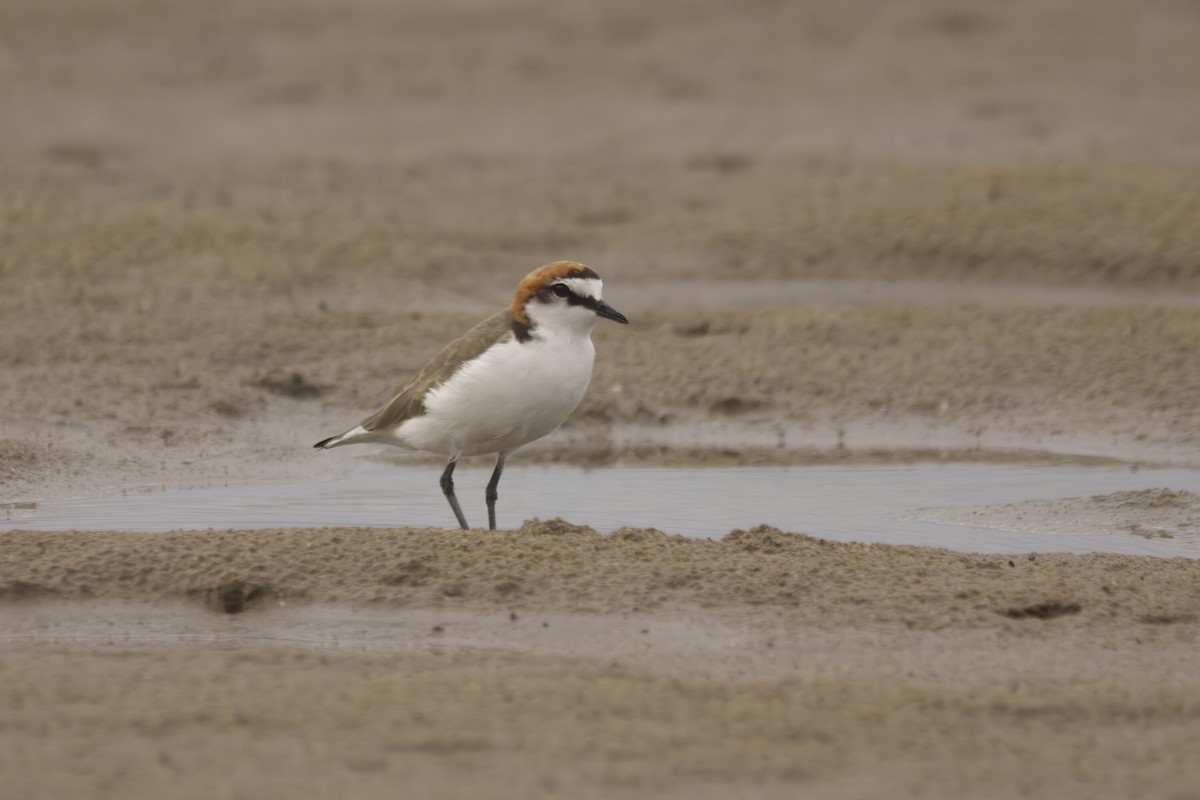 Red-capped Plover - ML628901443