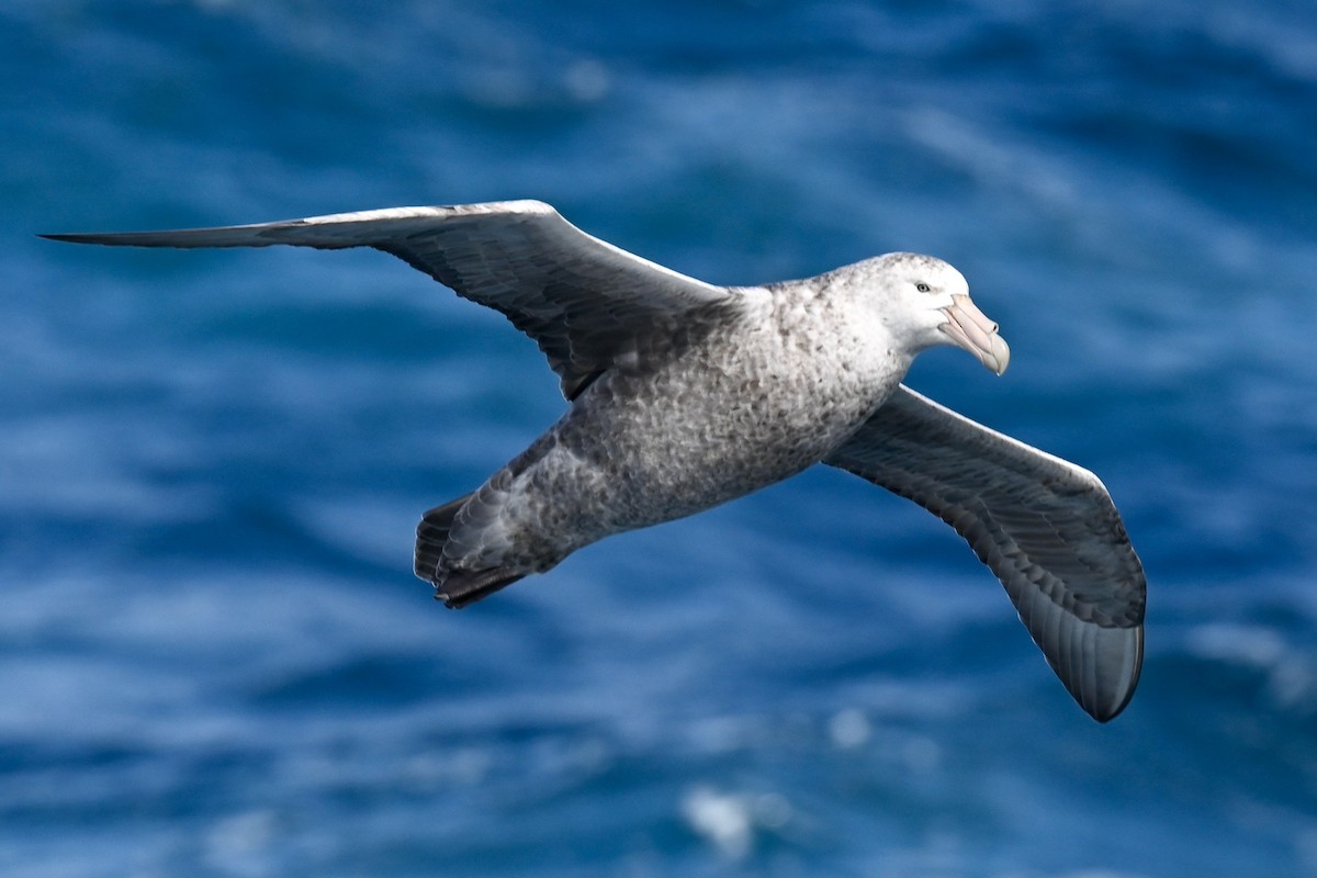 Southern Giant-Petrel - ML628901462