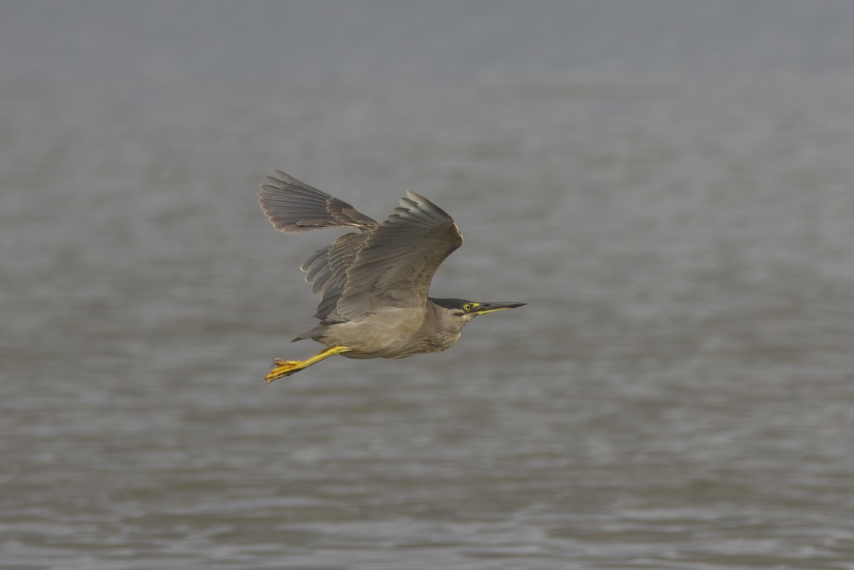 Little Heron - ML628901468