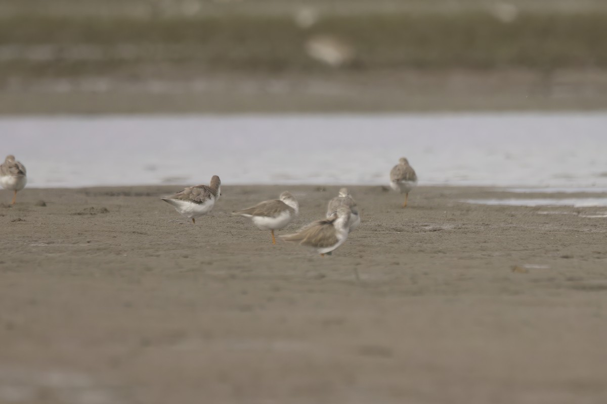 Матигар хөгчүү - ML628901482