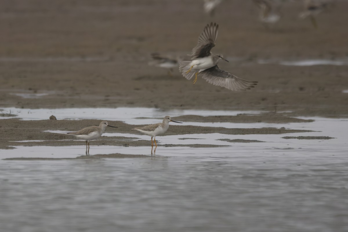 Матигар хөгчүү - ML628901489