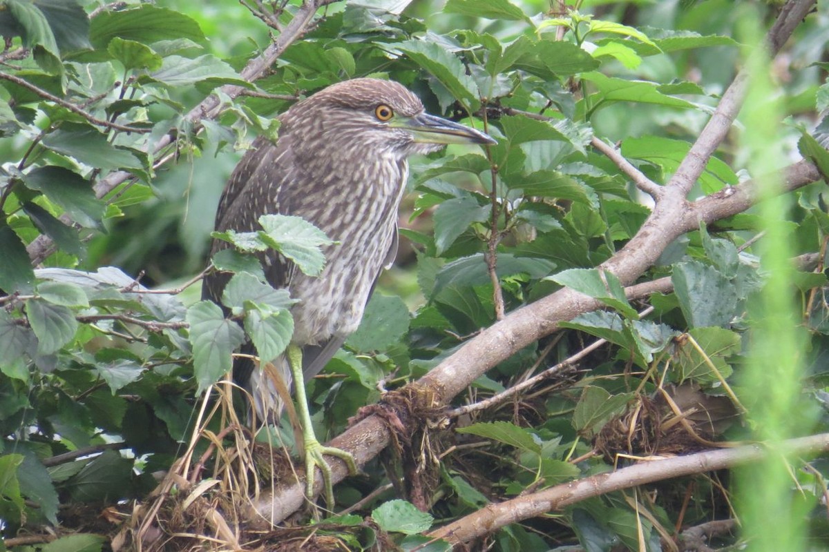 Black-crowned Night Heron - ML628902060