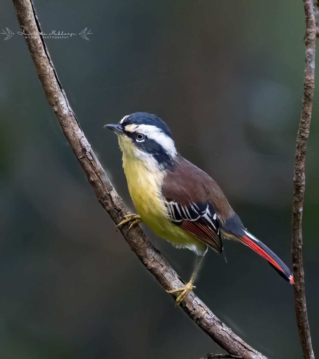 Red-tailed Minla - ML628902074