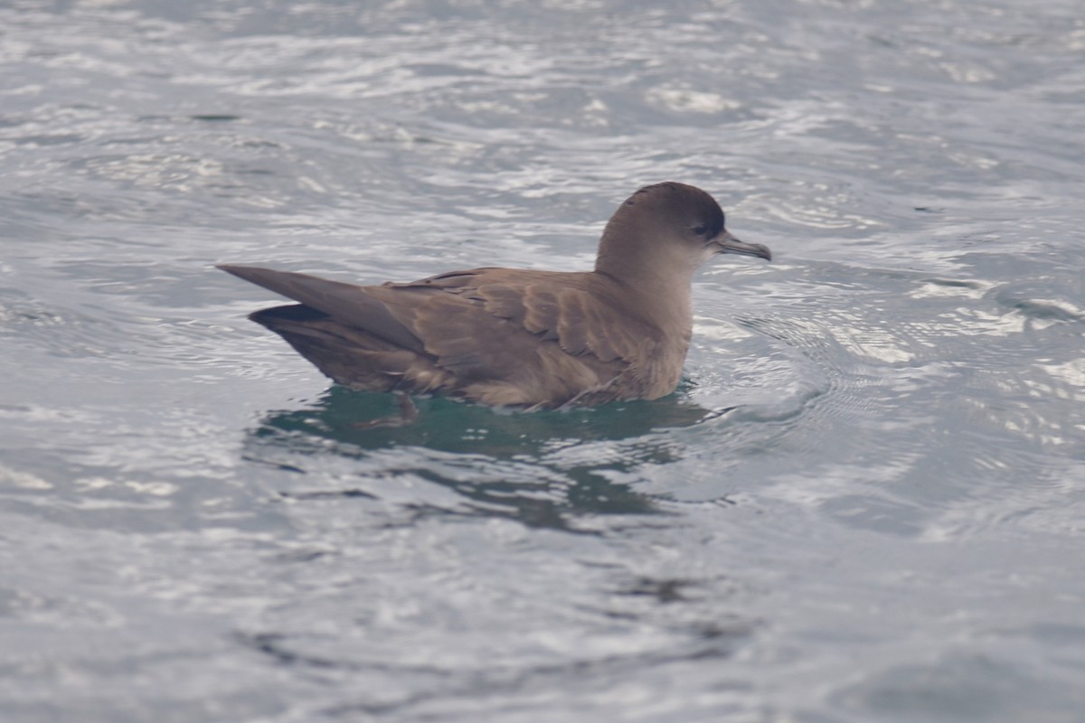 短尾水薙鳥 - ML628902234