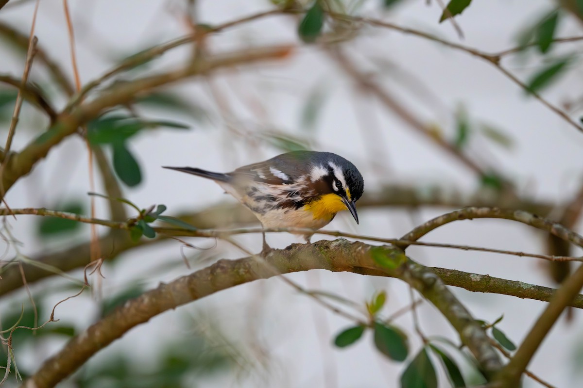 Yellow-throated Warbler - ML628902349