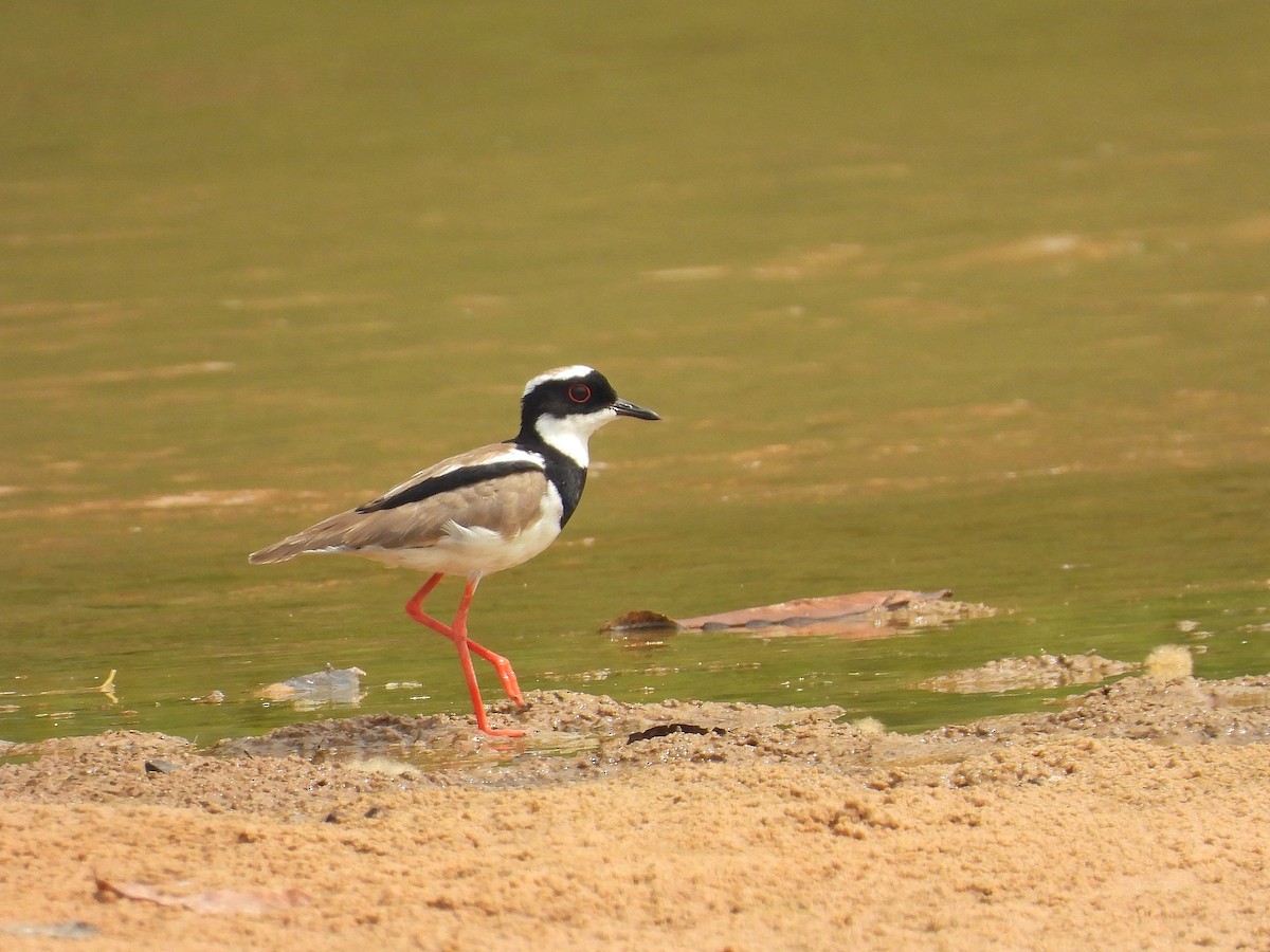 Pied Plover - ML628902508
