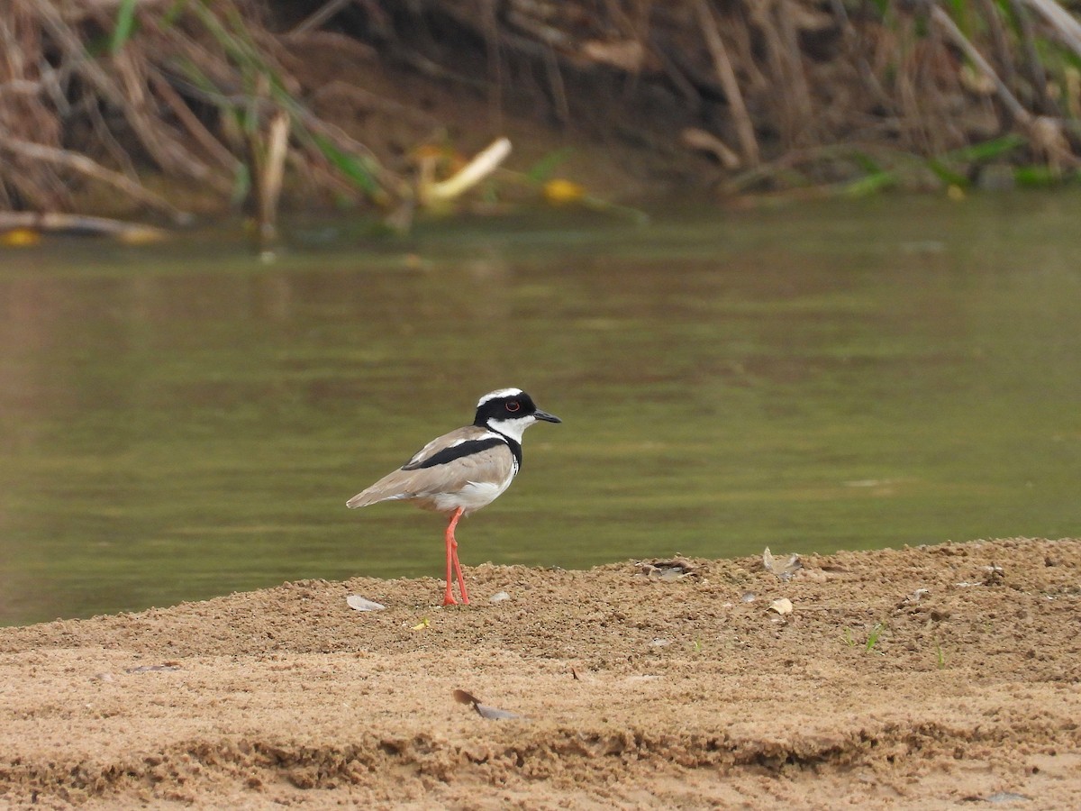 Pied Plover - ML628902509