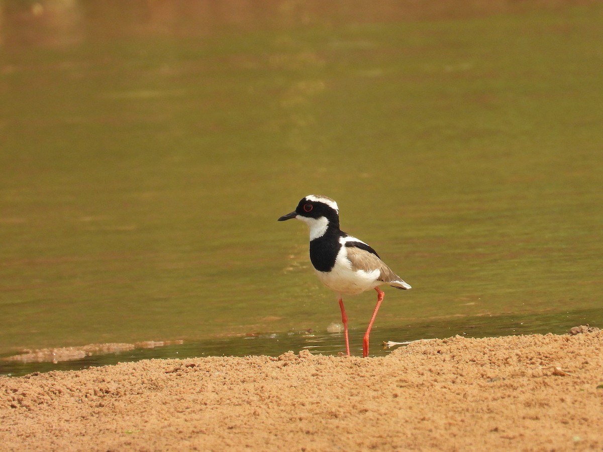 Pied Plover - ML628902510