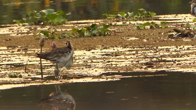 Pheasant-tailed Jacana - ML628902634